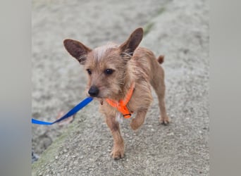 Atón – kleiner zotteliger Charmeur mit treuem Blick sucht sein Glück