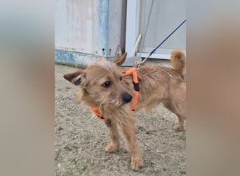 Atón – kleiner zotteliger Charmeur mit treuem Blick sucht sein Glück