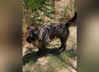 Foxi LM - Zarter Hundejunge mit großem Herz sucht Vertrauen