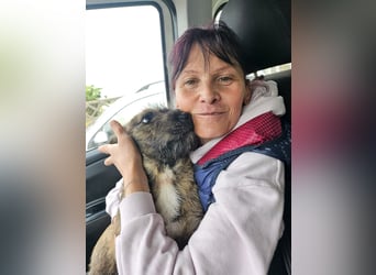 Mona – kleine Herzenshündin sucht ihr Für-immer-Zuhause