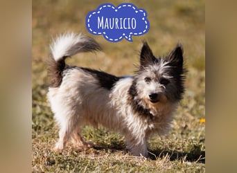 Mauricio ein tapferer Schatz