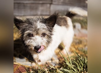 Mauricio ein tapferer Schatz