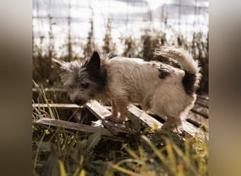 Mauricio ein tapferer Schatz