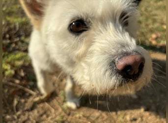 LEE sucht dringend ein Zuhause