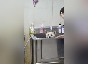 LEE sucht dringend ein Zuhause