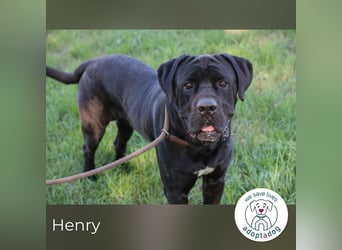 Henry sucht ein Zuhause