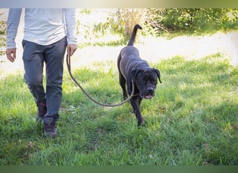 Henry sucht ein Zuhause