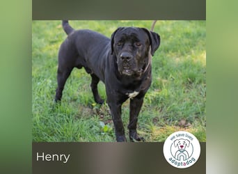 Henry sucht ein Zuhause
