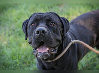 Henry - für den Cane Corso suchen wir entsprechend erfahrene Menschen