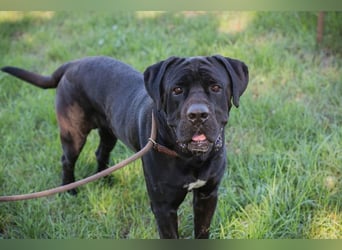 Henry - für den Cane Corso suchen wir entsprechend erfahrene Menschen