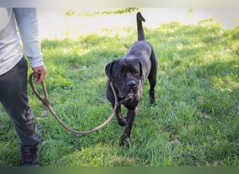 Henry - für den Cane Corso suchen wir entsprechend erfahrene Menschen