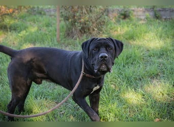 Henry - für den Cane Corso suchen wir entsprechend erfahrene Menschen