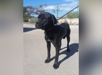 liebe Cane Corso Mischlings-Hündin Valyria sucht ein Zuhause
