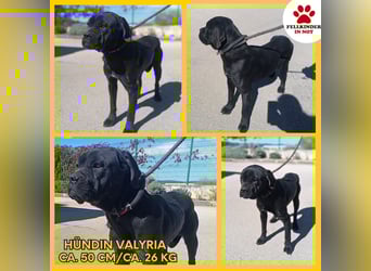 liebe Cane Corso Mischlings-Hündin Valyria sucht ein Zuhause