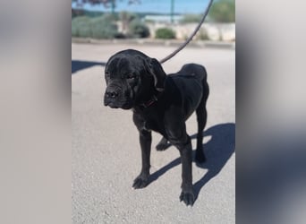 liebe Cane Corso Mischlings-Hündin Valyria sucht ein Zuhause