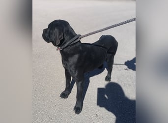 liebe Cane Corso Mischlings-Hündin Valyria sucht ein Zuhause