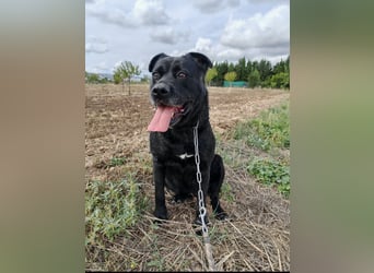 Sherlock und Aimara suchen ein liebevolles Zuhause