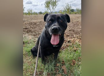 Sherlock und Aimara suchen ein liebevolles Zuhause