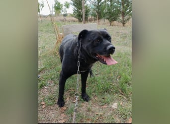 Sherlock und Aimara suchen ein liebevolles Zuhause