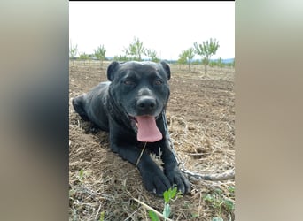 Sherlock und Aimara suchen ein liebevolles Zuhause