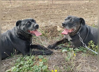 Sherlock und Aimara suchen ein liebevolles Zuhause