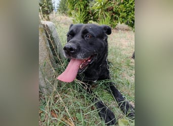 Sherlock und Aimara suchen ein liebevolles Zuhause