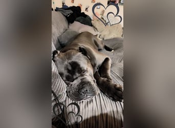 Tyson sucht seine Menschen