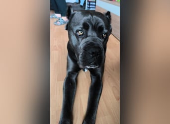 Tyson sucht seine Menschen