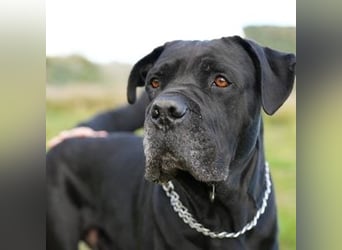 Blake (Spanien) - tiefschwarzer sanfter Riese