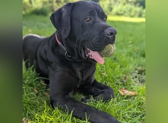 Buddy