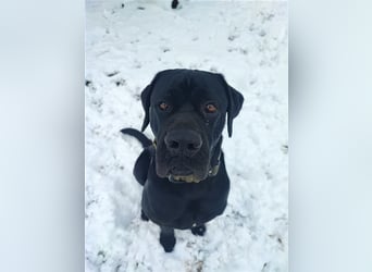Buddy