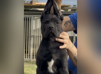 Cane corso italiano