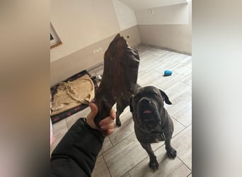 Bounty sucht dringend eine Pflege- oder Endstelle