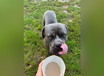 Bounty sucht dringend eine Pflege- oder Endstelle