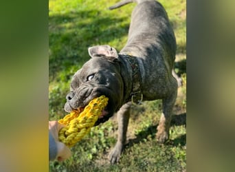 Bounty sucht dringend eine Pflege- oder Endstelle