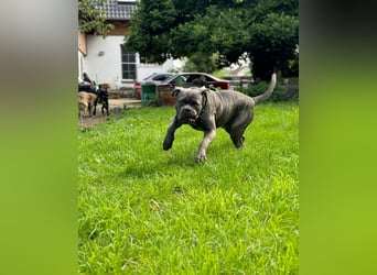 Bounty sucht dringend eine Pflege- oder Endstelle