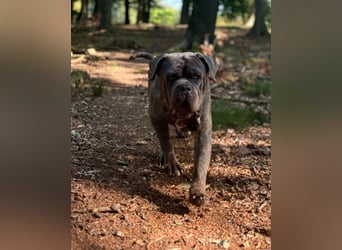 Bounty sucht dringend eine Pflege- oder Endstelle