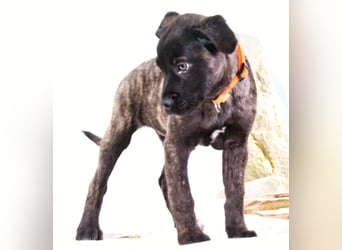 Natalia - sanftes und offenes Hundekind