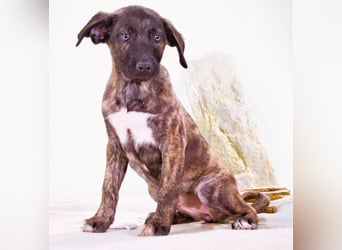 Noelia - zartes und liebevolles Hundekind