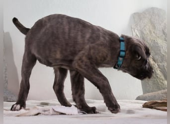 Natascha - freundlich verspieltes Hundemädchen