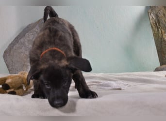 Noel - klug und zugewandt