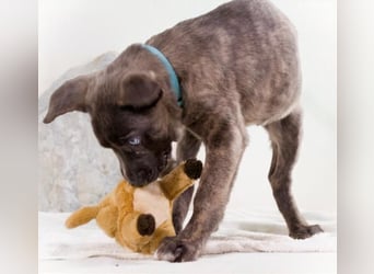 Natascha - freundlich verspieltes Hundemädchen