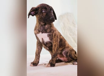 Noelia - zartes und liebevolles Hundekind