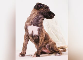 Noelia - zartes und liebevolles Hundekind