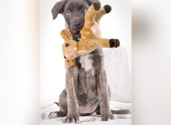 Natascha - freundlich verspieltes Hundemädchen