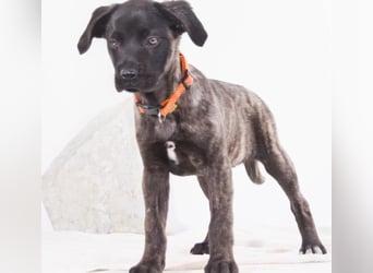 Natalia - sanftes und offenes Hundekind