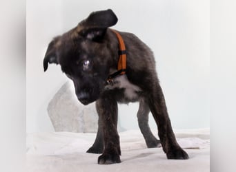 Noel - klug und zugewandt