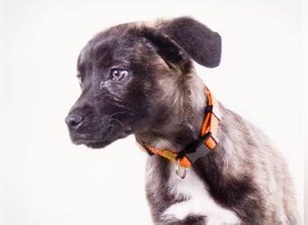 Noel - klug und zugewandt