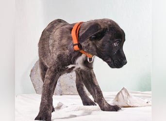 Noel - klug und zugewandt