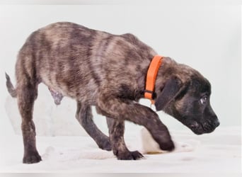 Noel - klug und zugewandt